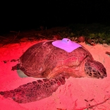 Zoo Brno a Zoo Liberec nasazují mořským želvám v Indonésii vysílačky a mapují pohyb těchto plazů v oceánu
